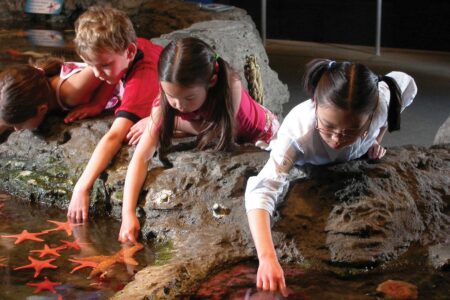 Children leaning over rocks to touch starfish in a tide pool exhibit.