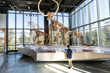 A child stands in a museum in front of a large display of ancient animal skeletons, including a mammoth, in a sunlit room with floor-to-ceiling windows.