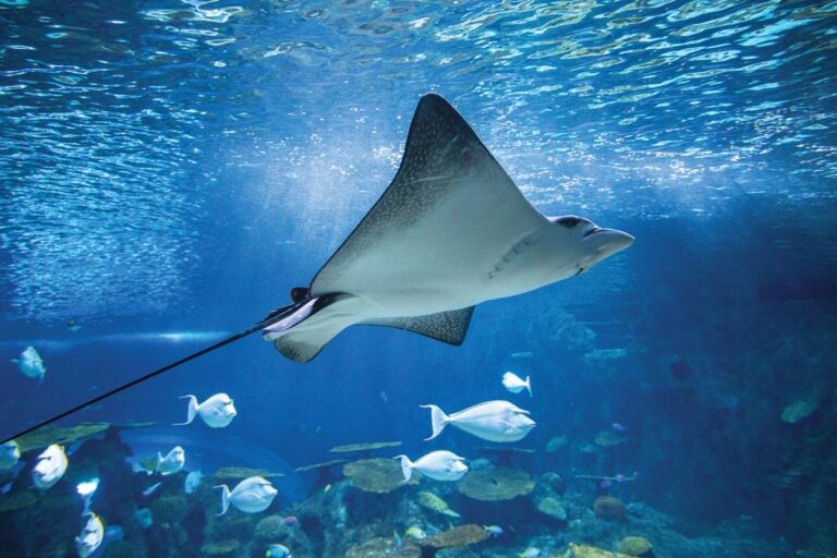 A stingray glides gracefully underwater in a clear blue aquarium, surrounded by smaller fish. Sunlight filters through the water, illuminating the marine scene.